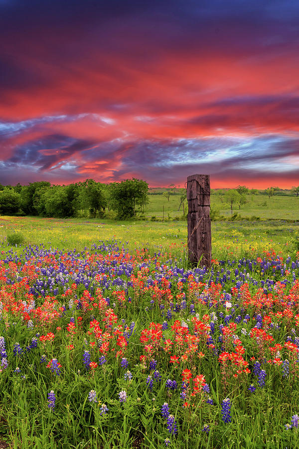 Bluebonnets Paintbrush And A Dramatic Sky Photograph by James Eddy