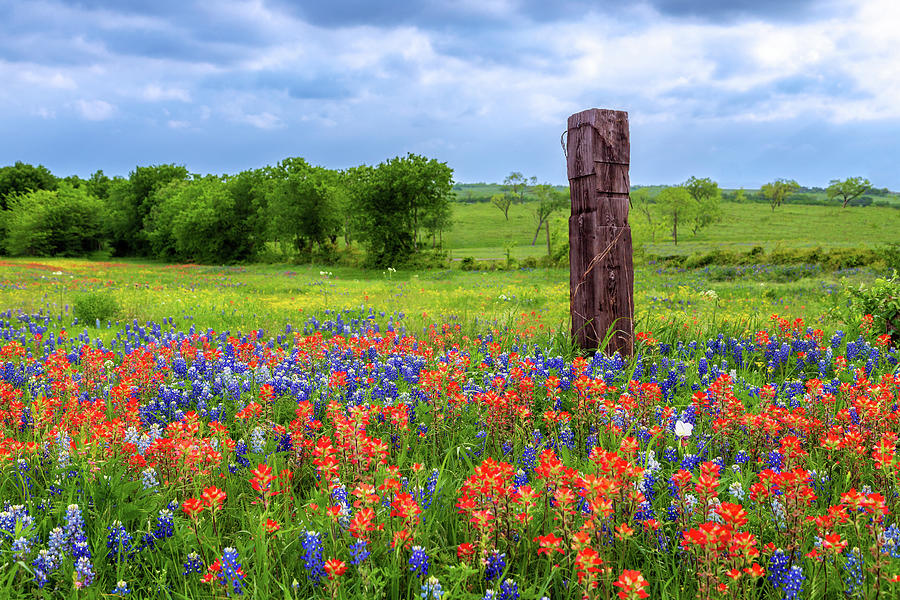 Bluebonnets Paintbrush And A Post Photograph by James Eddy