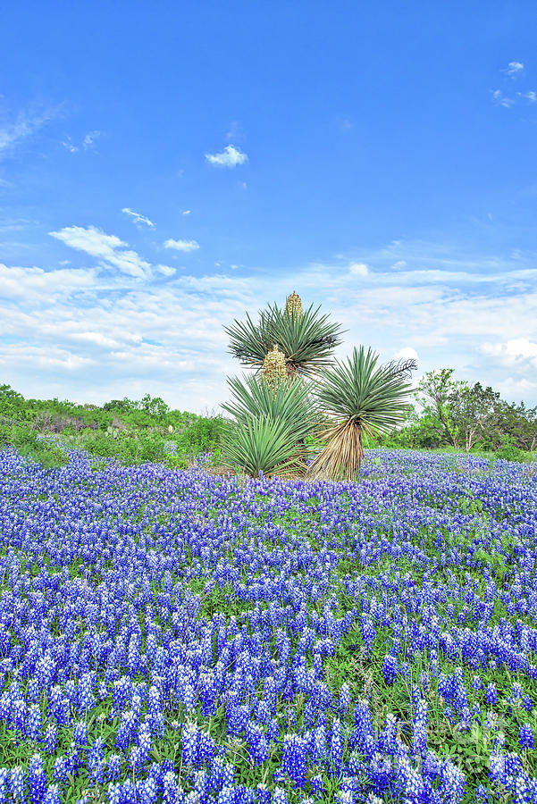 Bluebonnets with Yucca Vertical Photograph by Bee Creek Photography - Tod and Cynthia