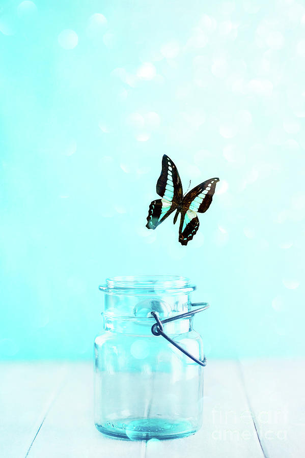 Bluebottle Butterfly Escaping a Blue Mason Jar Photograph by Stephanie Frey