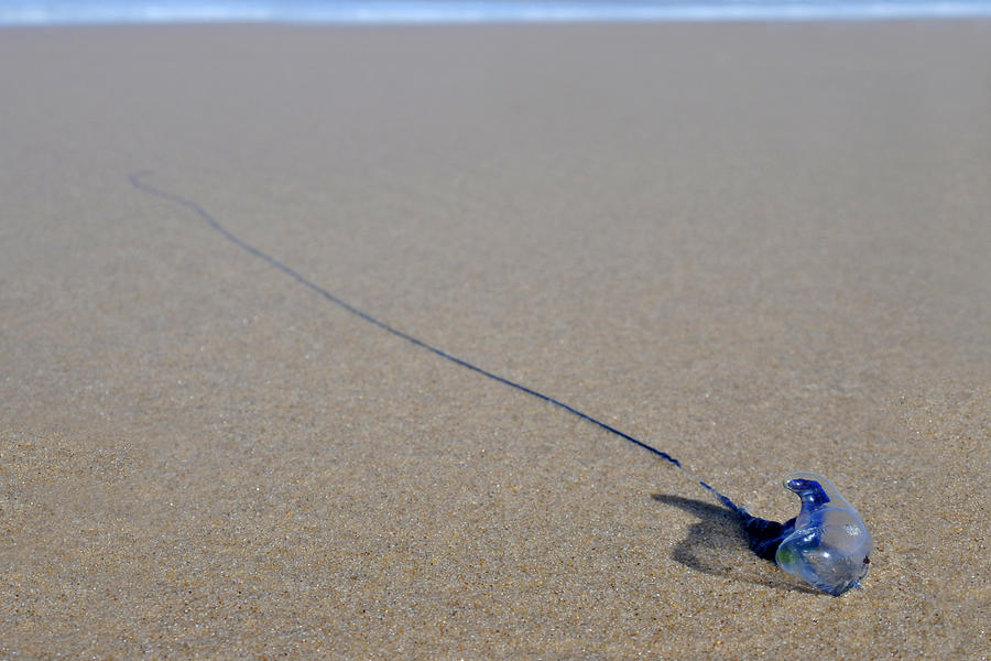 Bluebottle jellyfish wash up on beach Photograph by Rafael Ben-Ari