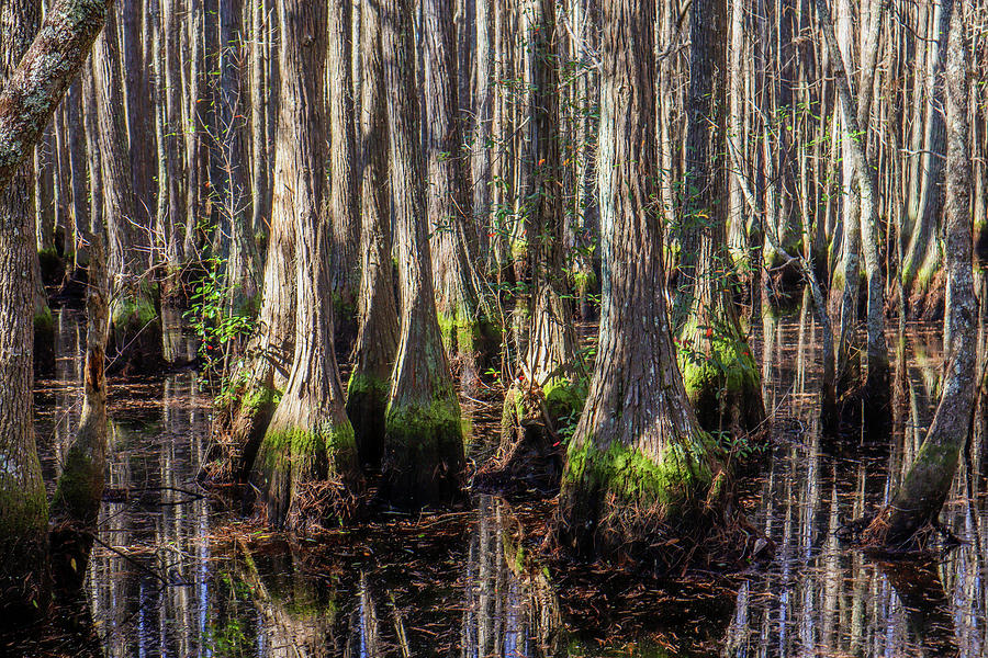 Blued Sided Cypress Trees Photograph by Ed Williams