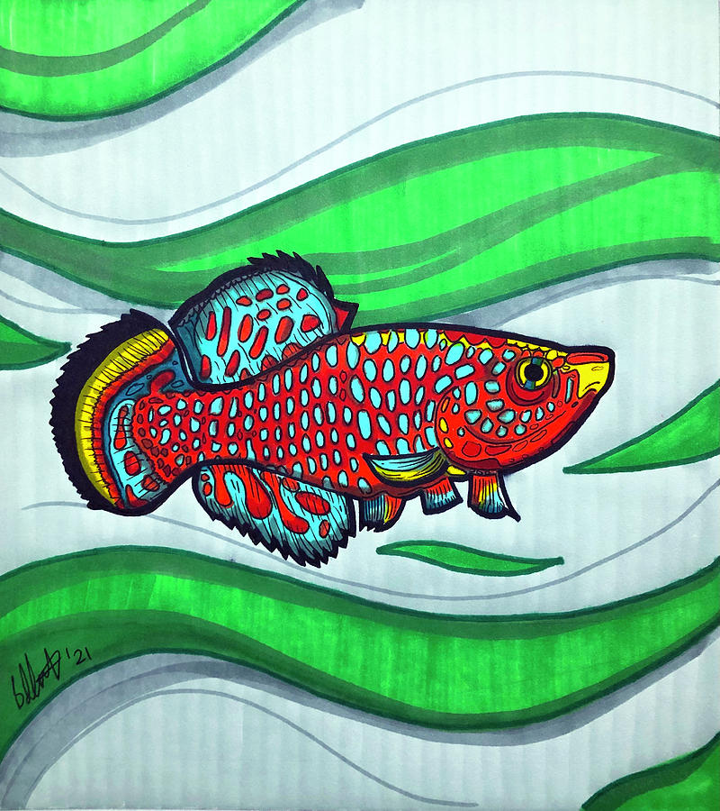 Bluefin Notho Killifish Drawing by Creative Spirit