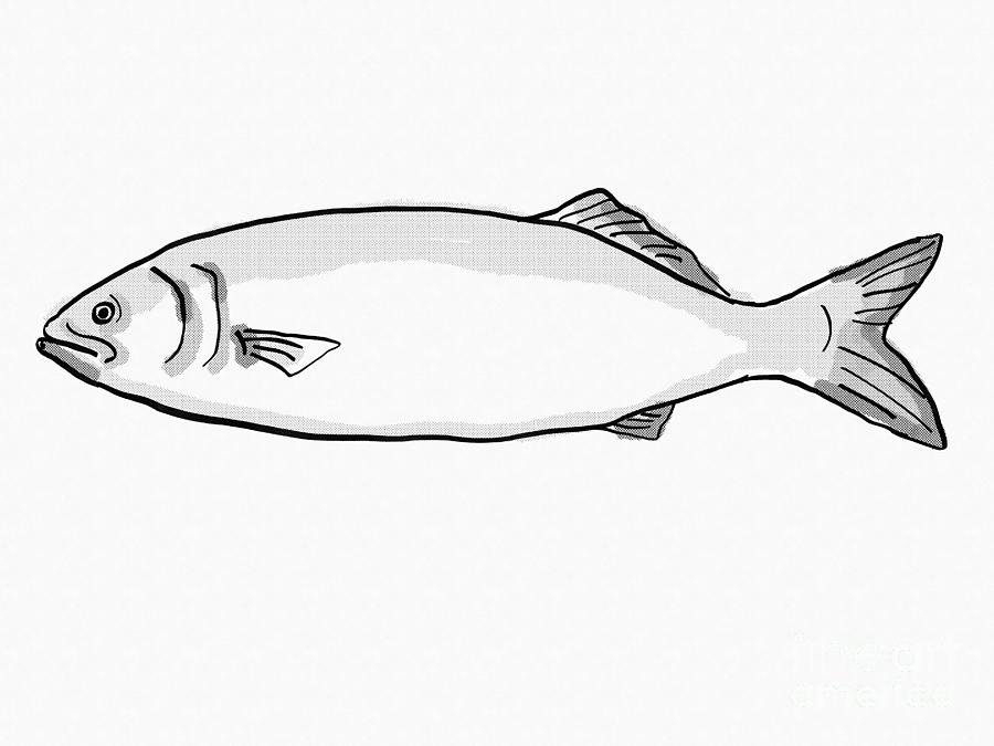 Bluefish South Carolina Inshore Fish Cartoon Retro Drawing Digital Art