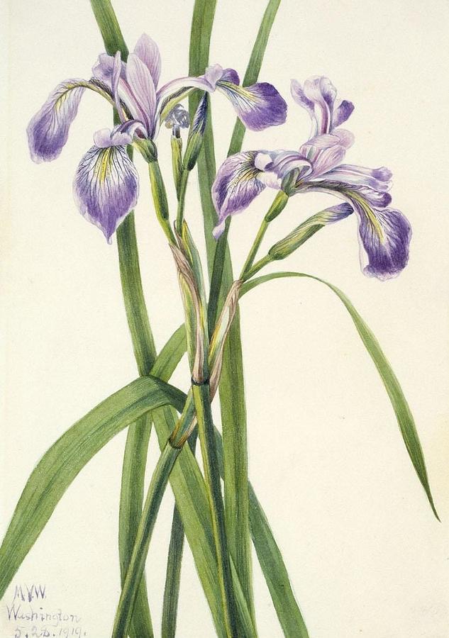 Blueflag Iris Iris versicolor Painting by MaryVauxWalcott | Pixels