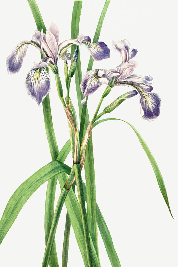 Iris Drawing - Blueflag Iris by Mary Vaux Walcott