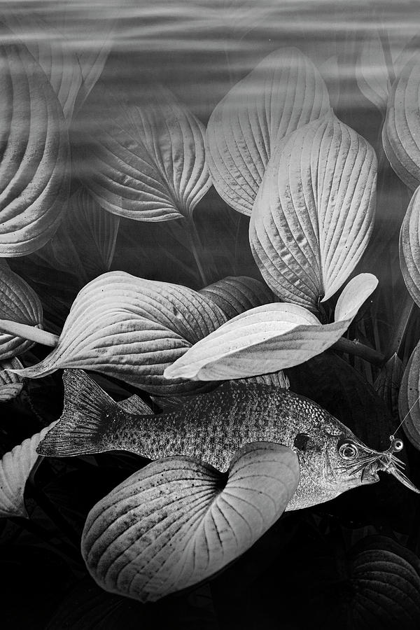 Bluegill Sunfish hooked with a jig lure underwater in Black and  Photograph by Randall Nyhof