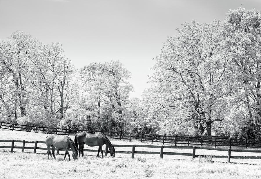 Bluegrass horse farm IR Photograph by Alexey Stiop