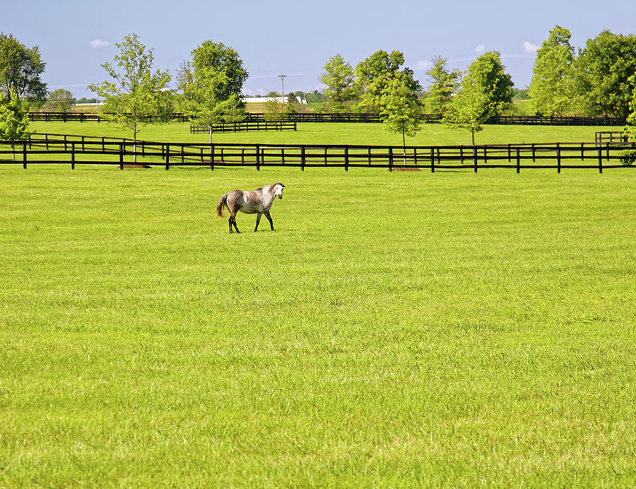 Bluegrass Horse Farm Photograph by Sally Weigand
