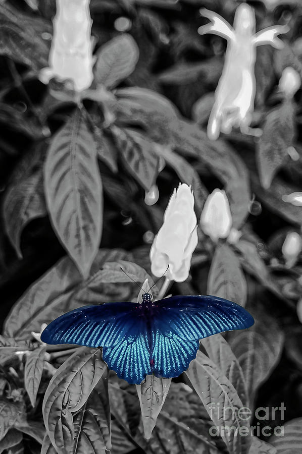 BlueGreat Mormon Butterfly in Reiman Gardens Two 4 Photograph by Bob Phillips