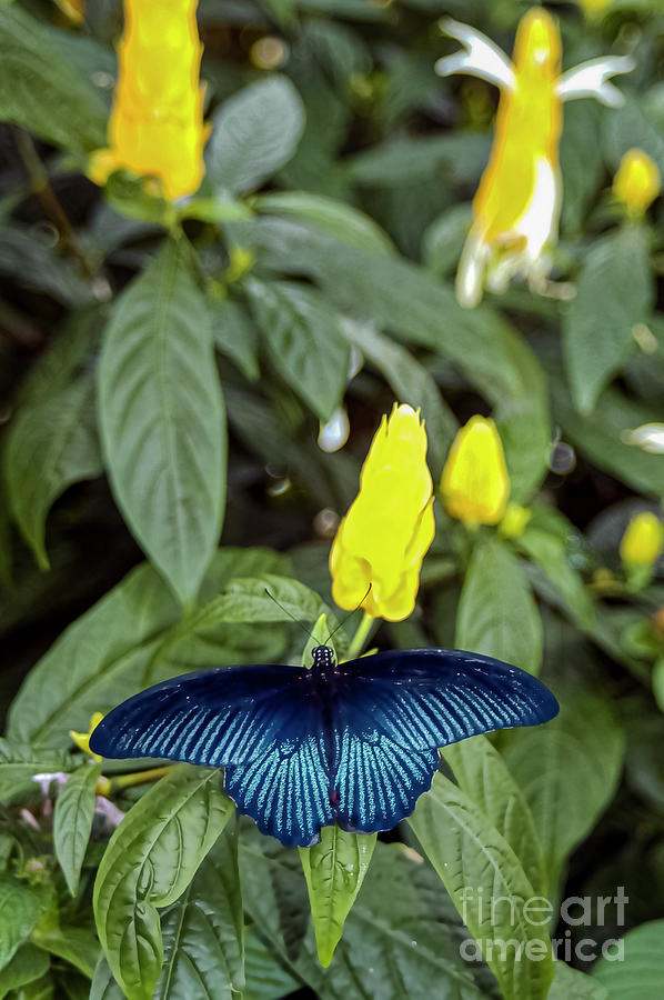 BlueGreat Mormon Butterfly in Reiman Gardens Two Photograph by Bob Phillips