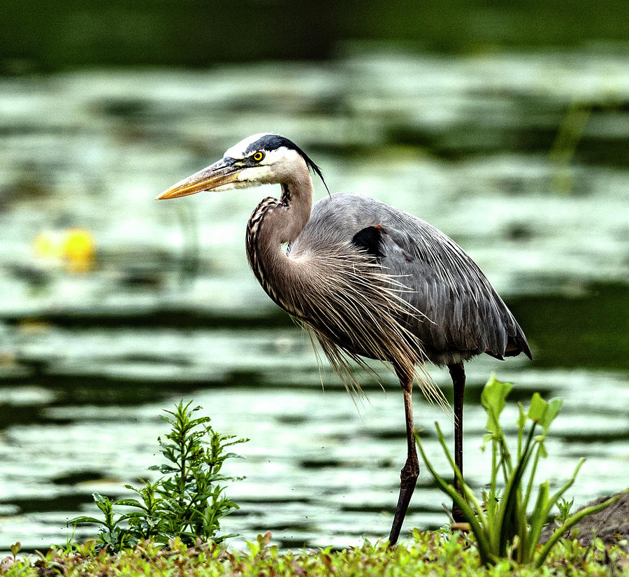 Blueheron_002 Photograph by Gary Smith - Fine Art America