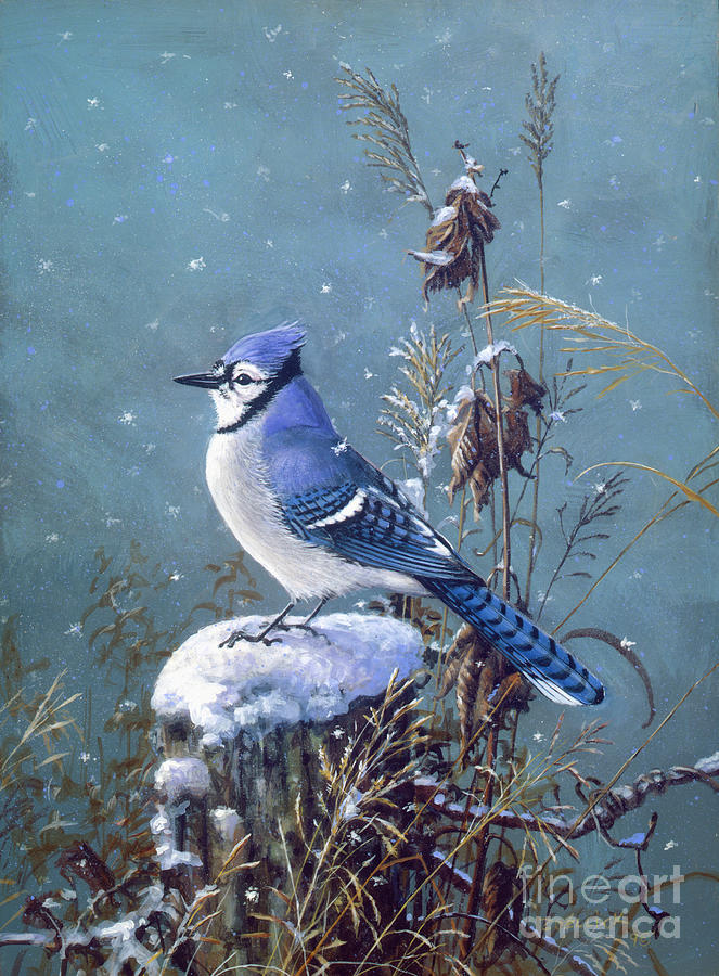 Bluejay 2 Painting by Scott Zoellick