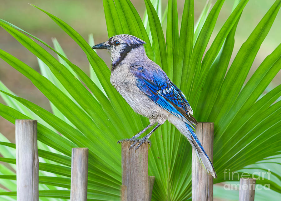 Bluejay and Fan Palm Photograph by Judy Kay