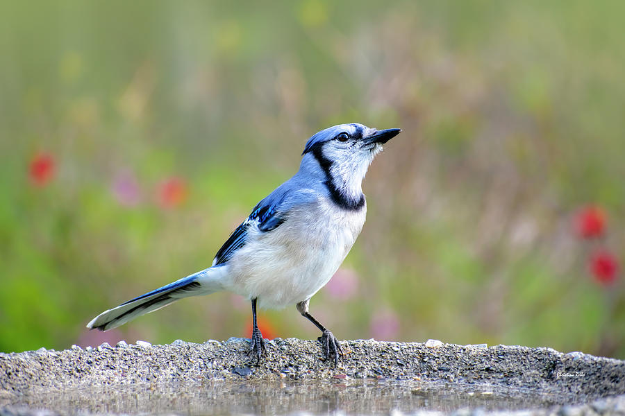 Bluejay Bird Photograph by Christina Rollo