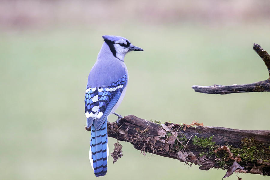 BlueJay Photograph by Brook Burling