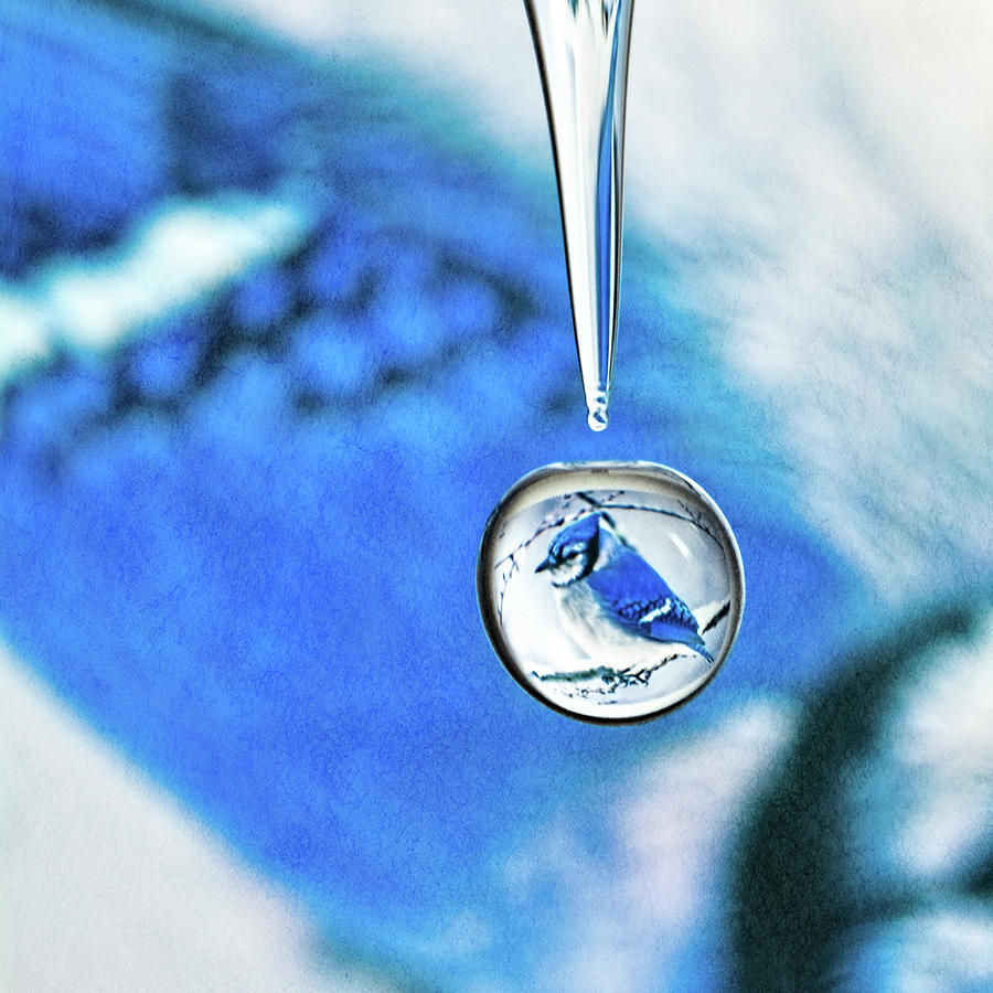 Bluejay Drop Photograph by Connie Publicover