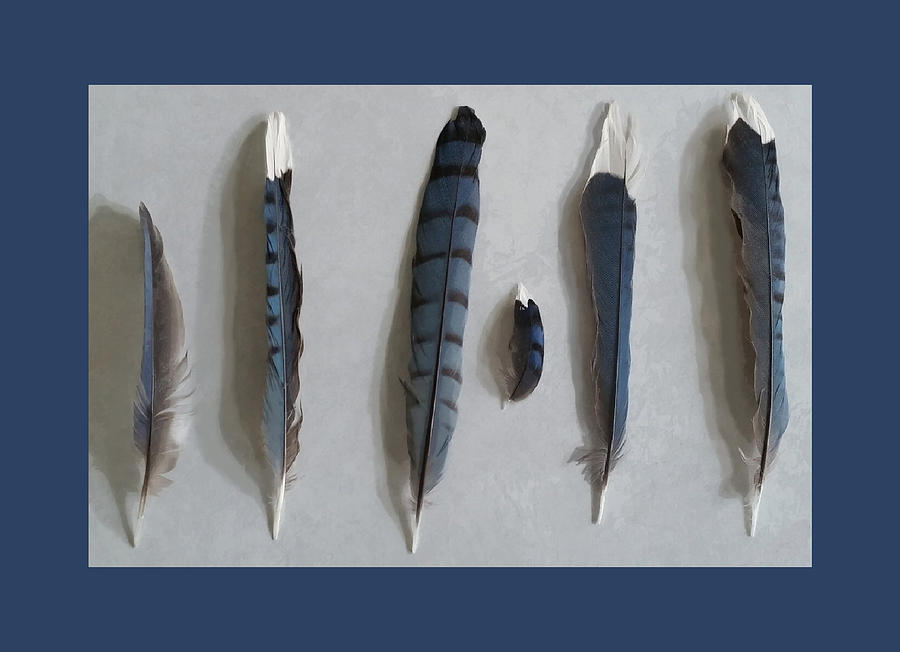 Bluejay Feather Study Framed in Blue Mixed Media by Judy Cuddehe