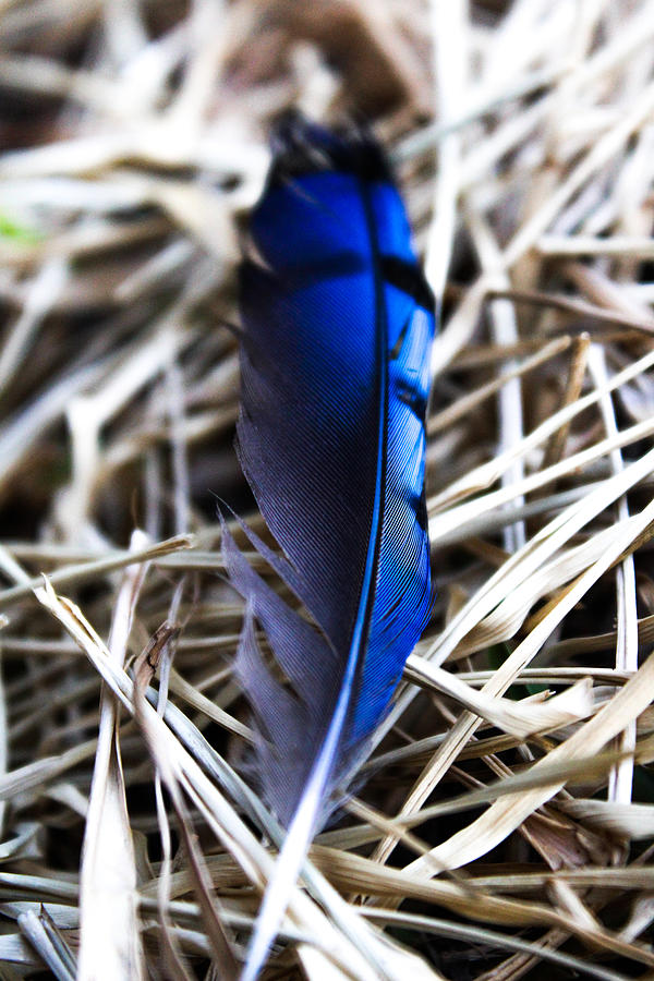 Bluejay Feather Photograph by W Craig Photography