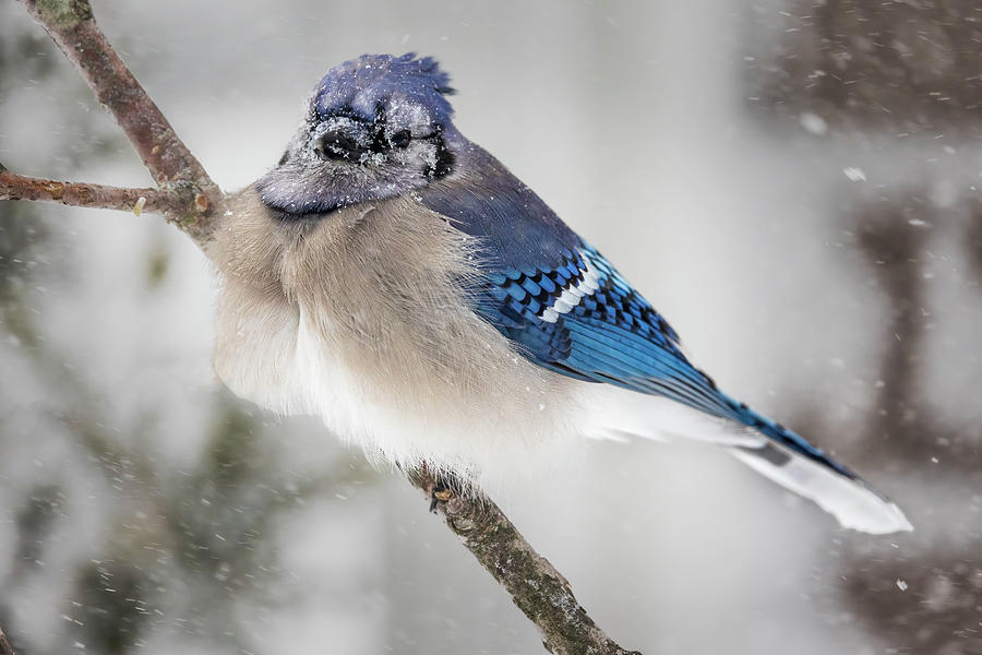 Bluejay in a Blizzard Photograph by Elaine Bedard | Pixels