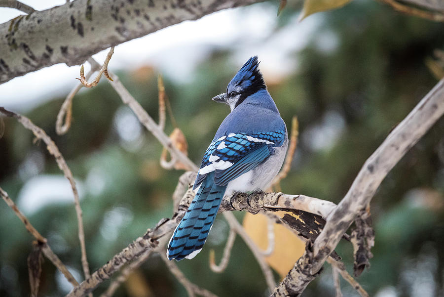 Bluejay in Tree Photograph by Bill Cubitt