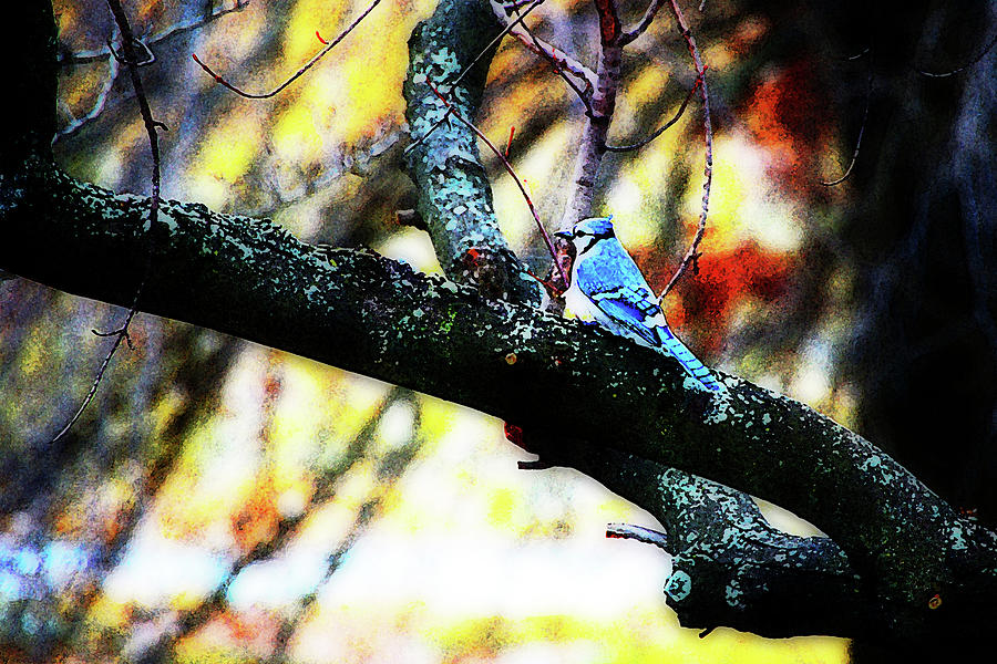 Nature Photograph - BlueJay in Watercolor by Simone Hester