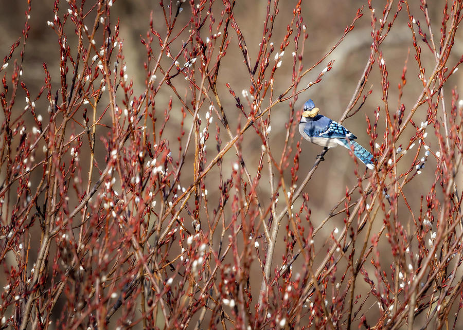 Bluejay in Willow Photograph by Deborah Penland