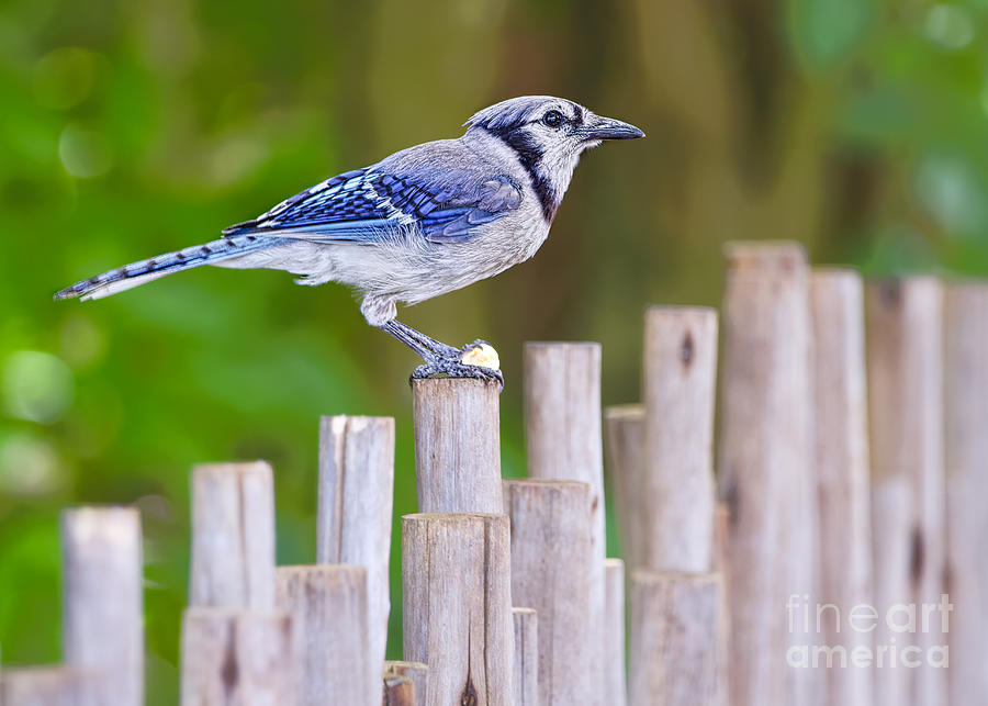 Bluejay on the Fence Photograph by Judy Kay