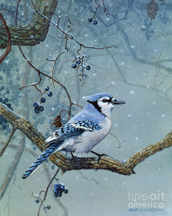 Bluejay Painting by Scott Zoellick