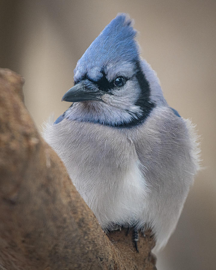 Bluejay Stare Down Photograph by David Downs