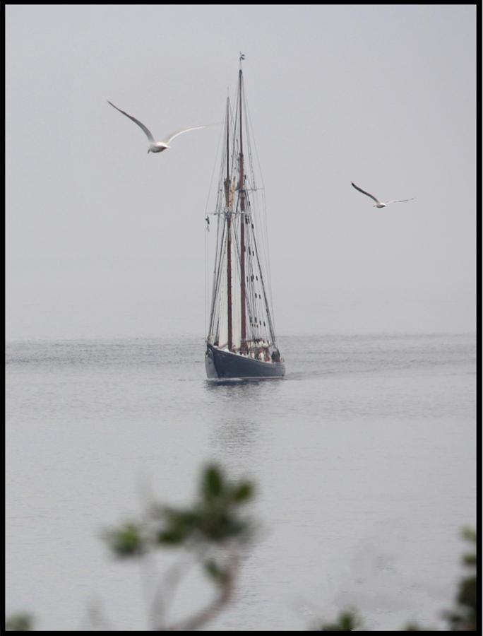 Bluenose ll and Gulls  Photograph by David Matthews