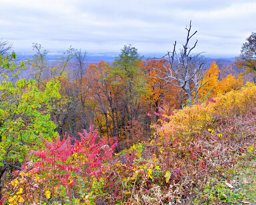 Blueridge Parkway - Fall Colors Photograph by Scott Cameron