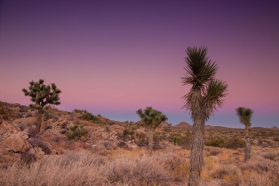 Blues and Pinks in the Mojave Photograph by Kunal Mehra