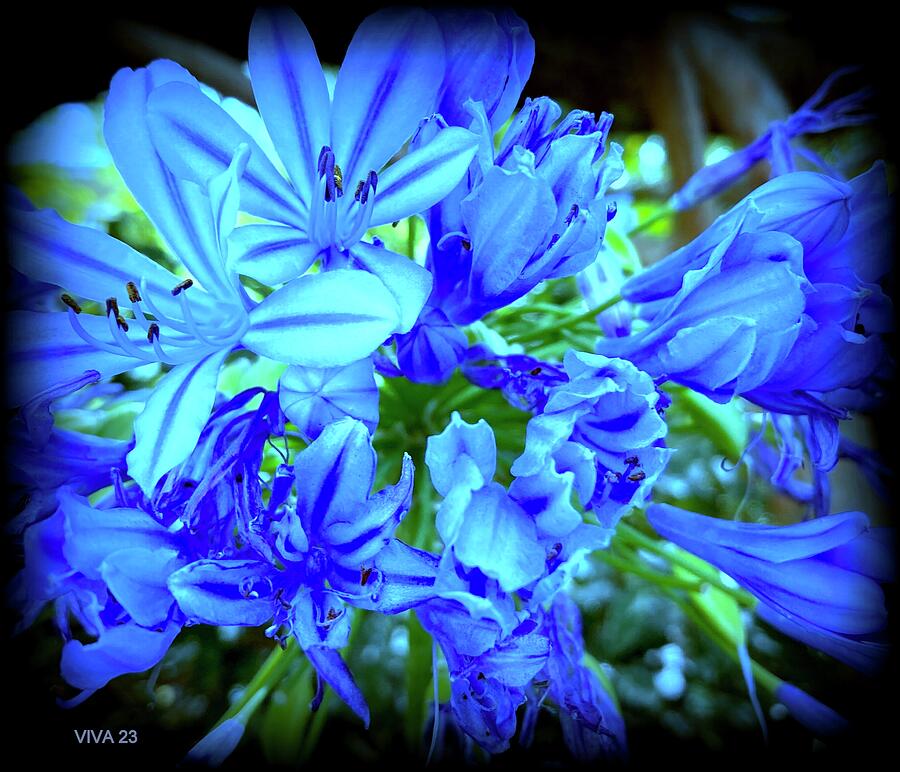 Sunset Photograph - BLUES at  MIDNIGHT - Blue Wildflowers by VIVA Anderson