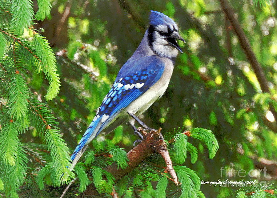 Blue Jay Photograph - Blues Singer  by Tami Quigley