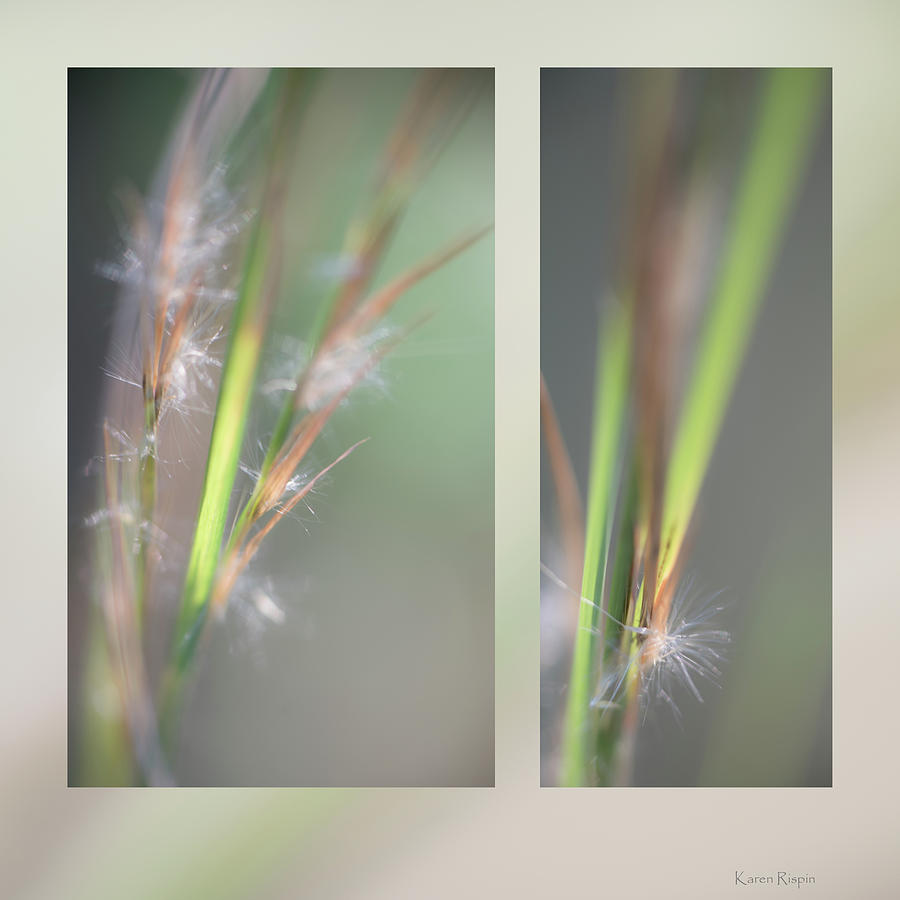 Nature Photograph - Bluestem by Phil And Karen Rispin