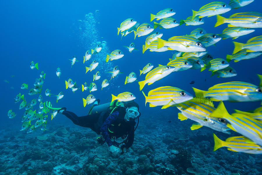 Bluestripe Snapper and diver - Palau Photograph by Global_Pics