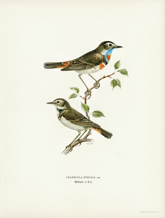 Bluethroat Mixed Media by World Art Collective