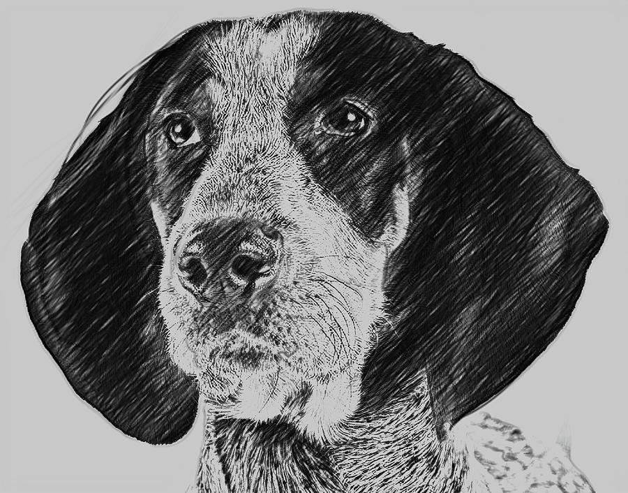 Bluetick Coonhound Dog Digital Art by Bob Smerecki