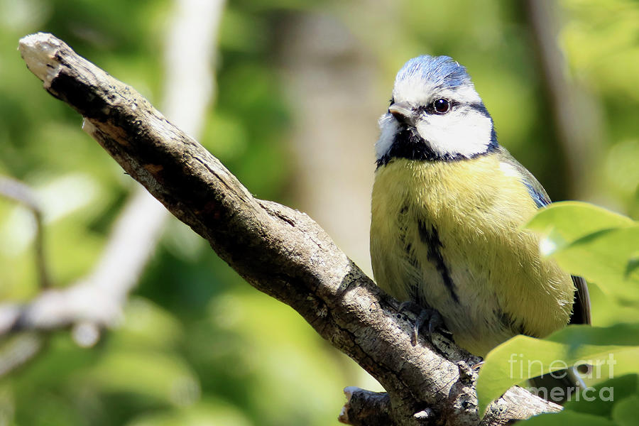 Bluetit on a Branch Photograph by Terri Waters