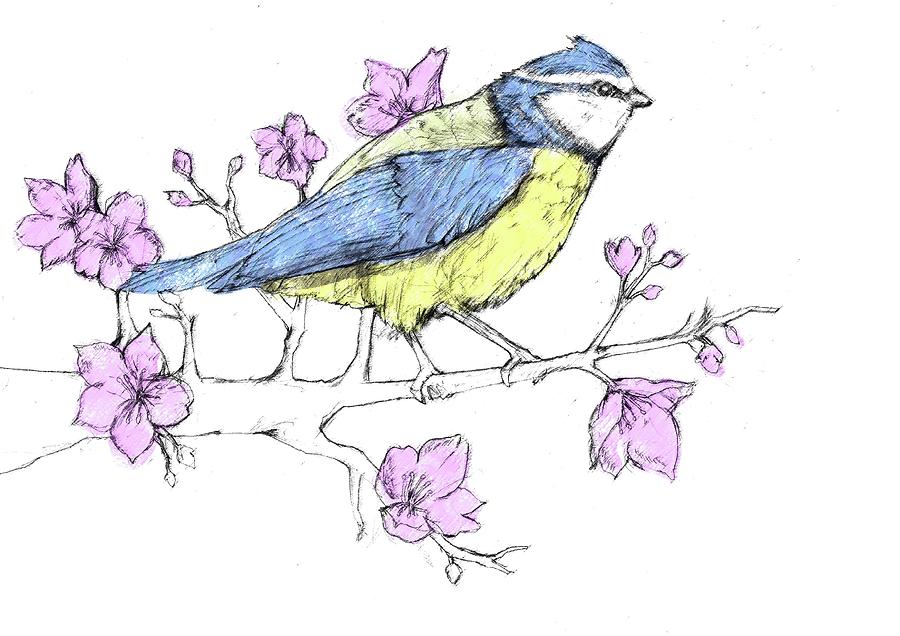 Bluetit Drawing by William Fong