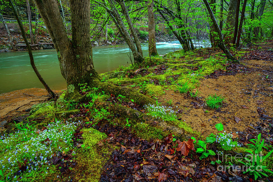Spring Photograph - Bluets along Elk River by Thomas R Fletcher
