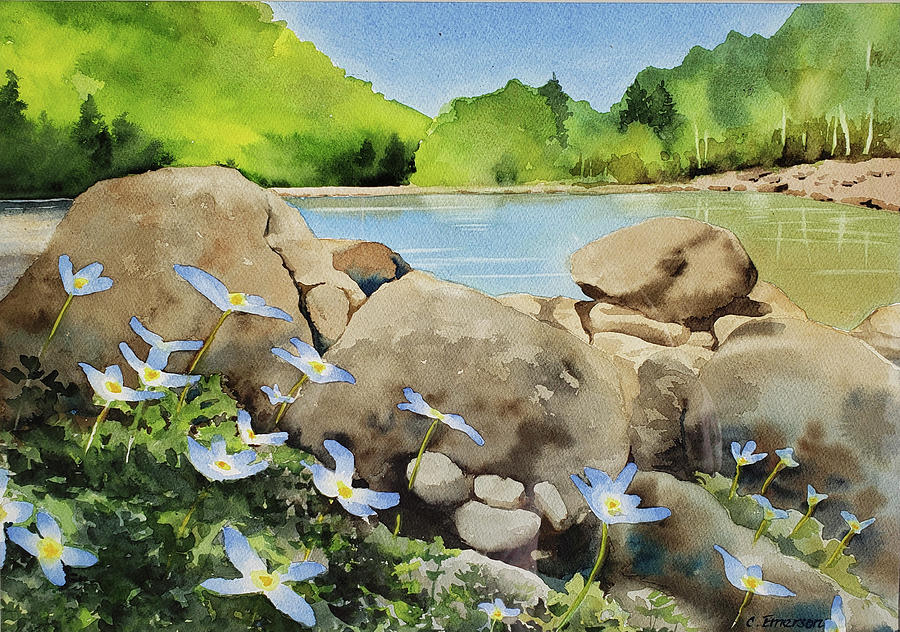 Bluets at Dolly Sods Watercolor Painting by Carolyn Emerson