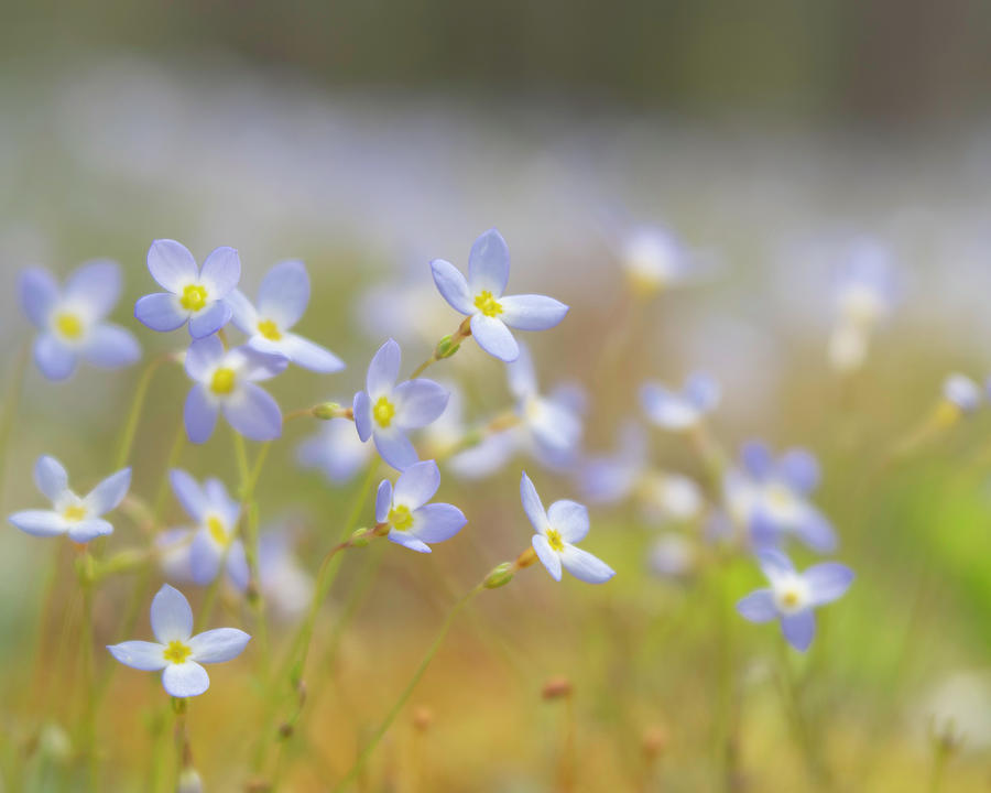 Bluets Photograph by Forest Floor Photography