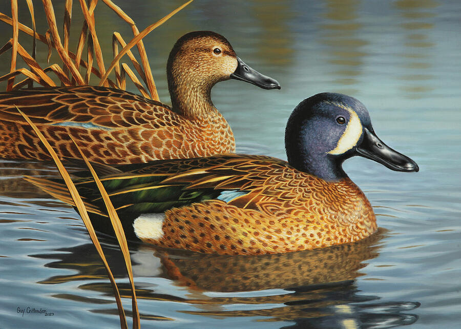 Bluewing Teal Pair Painting by Guy Crittenden