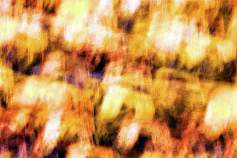 Blur Abstract - 002 Photograph by Cora Wandel