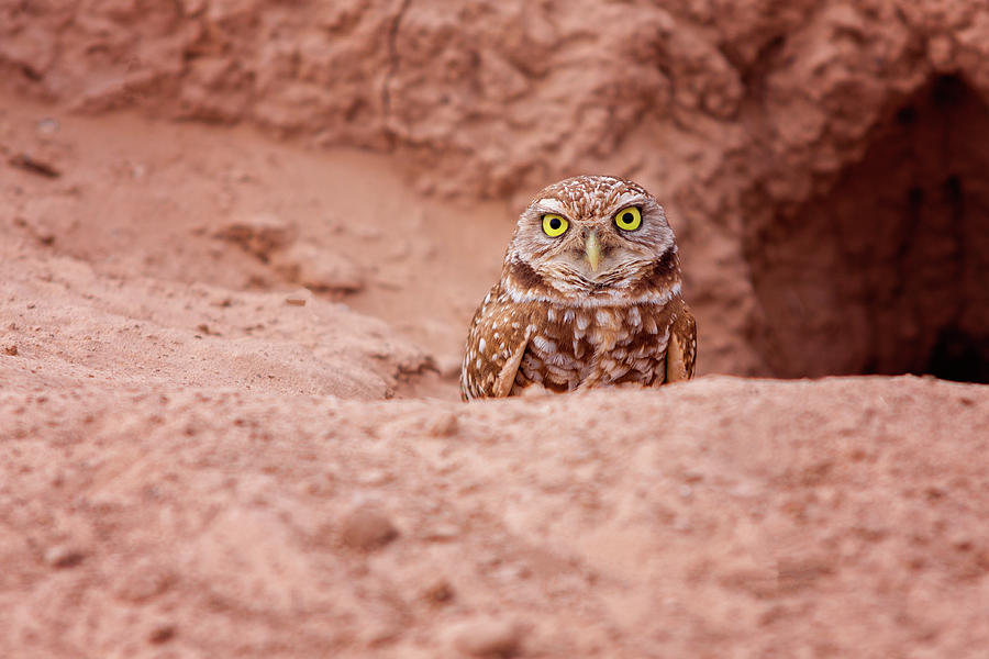 Bird Photograph - Blurrowing Owl #1 by Jack and Darnell Est Bird Photograph - Blurrowing Owl #1 by Jack and Darnell Est
