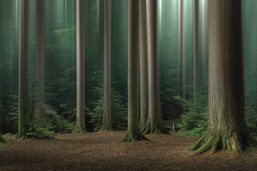 Blurry Forest Photograph by Artur Szczeszek