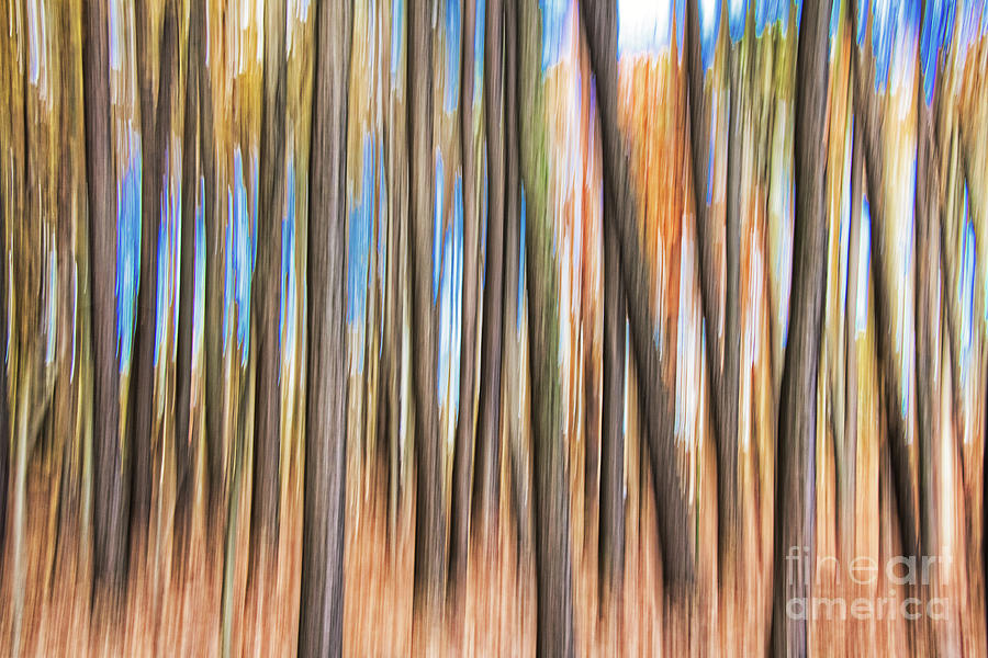 Blurry Pines Photograph by Robert Anastasi