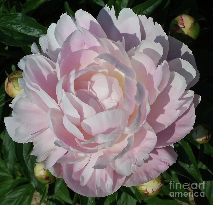 Blush Peony with Inner Glow Photograph by Stephanie Weber